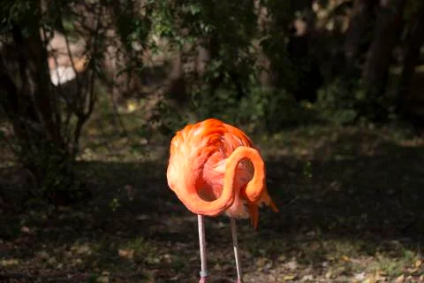 Flamingo Stock Photos