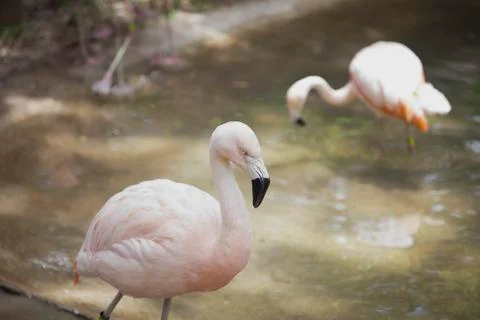Flamingo Stock Photos