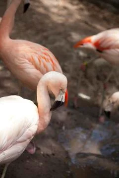 Flamingo Stock Photos
