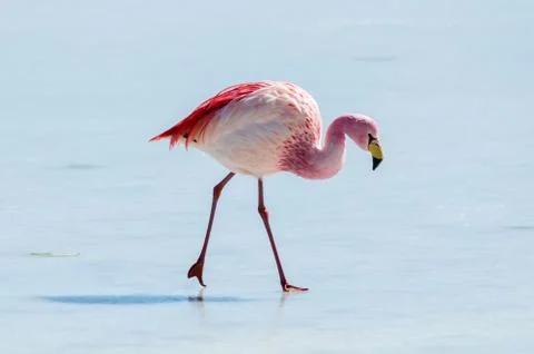 Flamingo Stock Photos