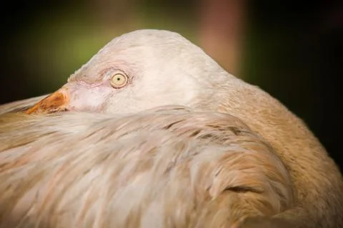 Flamingo 写真素材