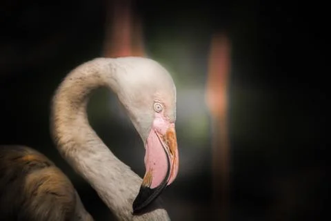 Flamingo 写真素材