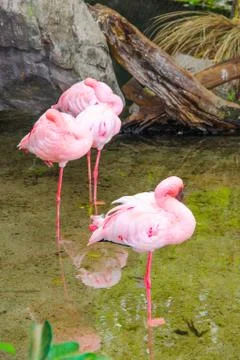 Flamingo Stock Photos