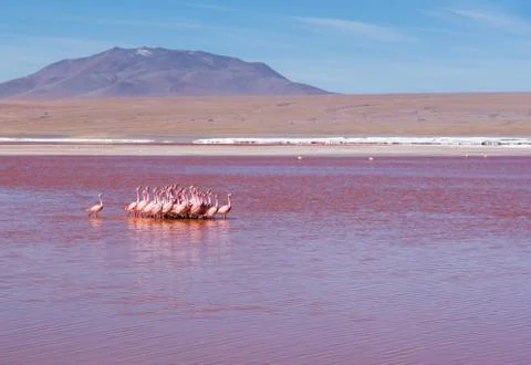 Flamingo Stock Photos