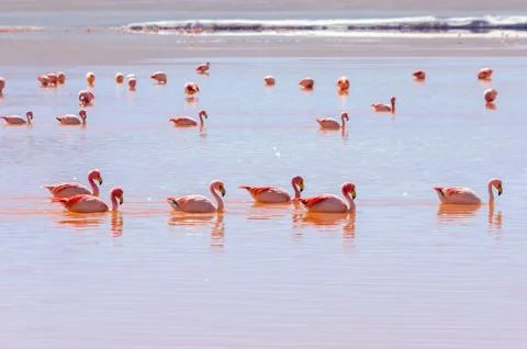 Flamingo Stock Photos