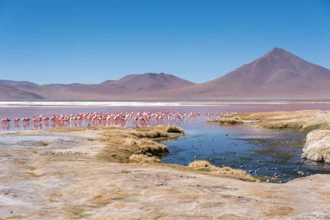 Flamingo Stock Photos