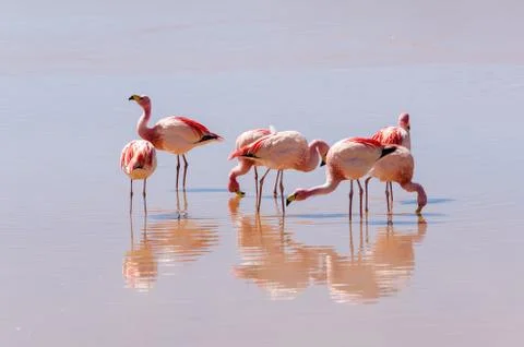 Flamingo Stock Photos