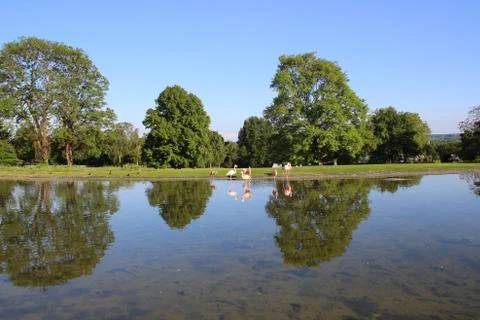 Flamingo Stock Photos