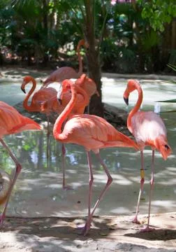 Flamingo Stock Photos