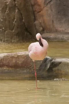 A flamingo Stock Photos