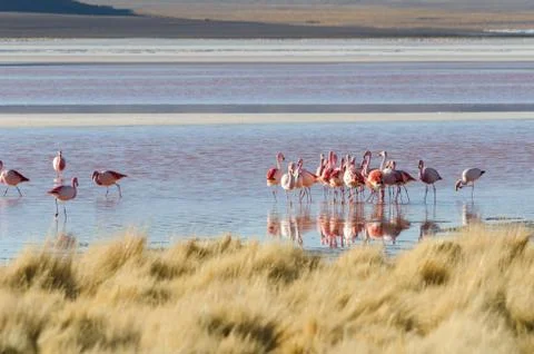 Flamingo Stock Photos