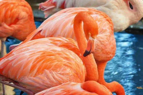 Flamingo Stock Photos