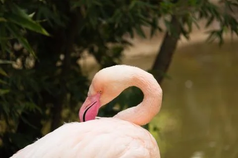 A flamingo Stock Photos