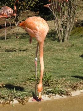 Flamingo Stock Photos