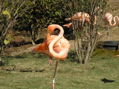 Flamingo Stock Photos