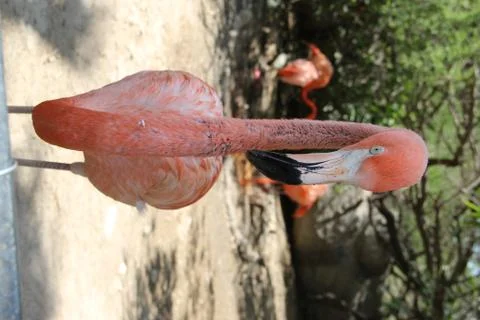 Flamingo Stock Photos