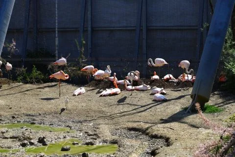 Flamingo Stock Photos