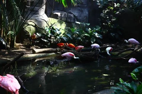 Flamingo Stock Photos