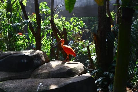 Flamingo Stock Photos