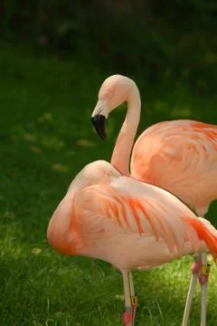 Flamingo Foto stock