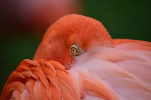 Flamingo Stock Photos