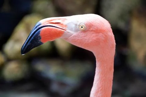 Flamingo Stock Photos