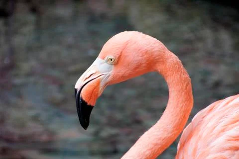 Flamingo Stock Photos
