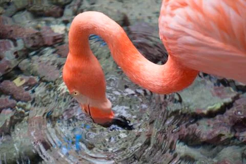 Flamingo Stock Photos