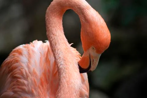 Flamingo Stock Photos