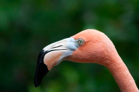Flamingo Stock Photos