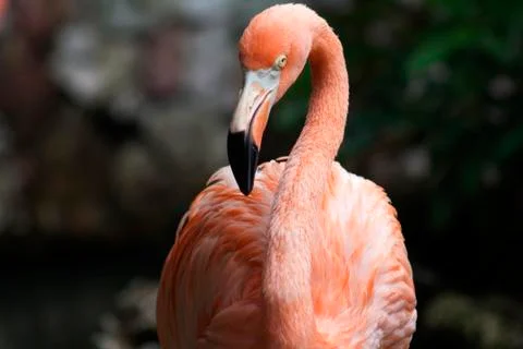 Flamingo Stock Photos