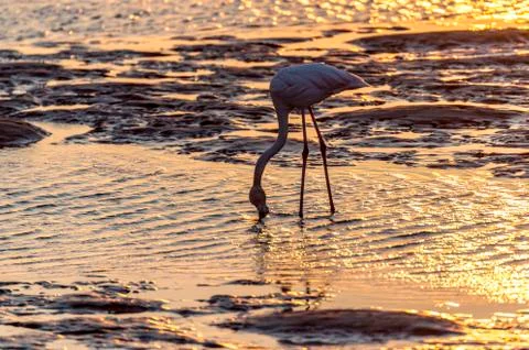 The flamingo Stock Photos