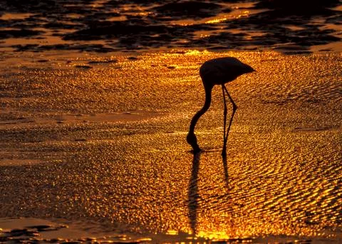 The flamingo Stock Photos