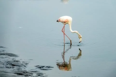 The flamingo Stock Photos
