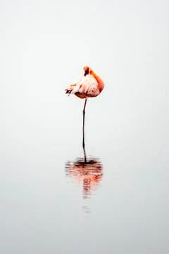 The flamingo Stock Photos