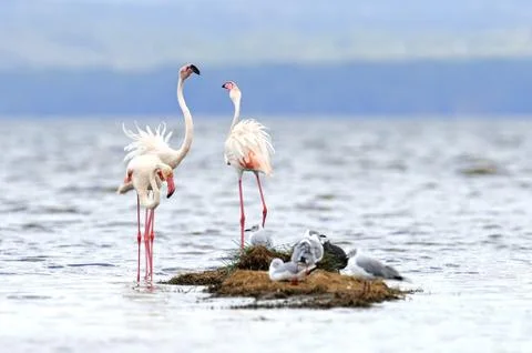Flamingo 写真素材
