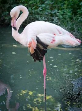 Flamingo Stock Photos