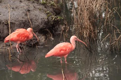 Flamingo Stock Photos