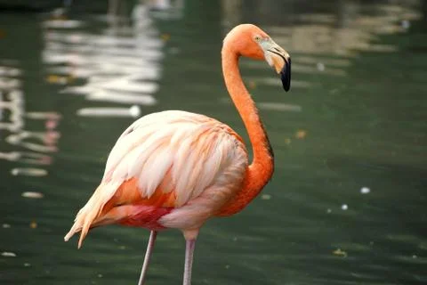 Flamingo Stock Photos