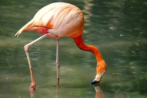 Flamingo Stock-Fotos