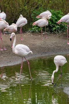 Flamingo Stock Photos