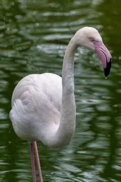 Flamingo Stock Photos