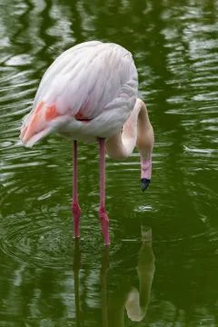 Flamingo Stock Photos