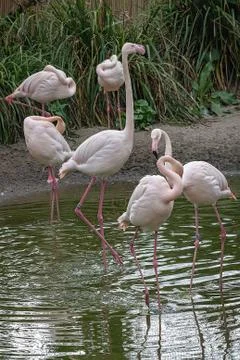Flamingo Stock Photos