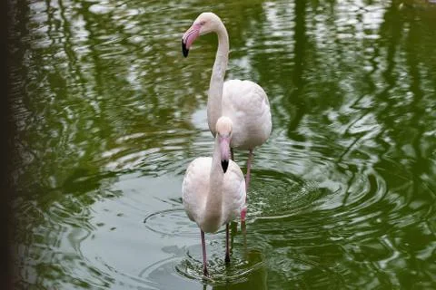 Flamingo Stock Photos