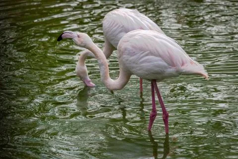 Flamingo Stock Photos