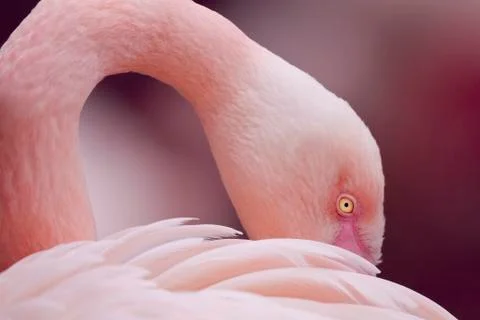 Flamingo Stock Photos