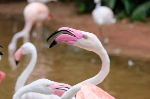 Flamingo Stock Photos