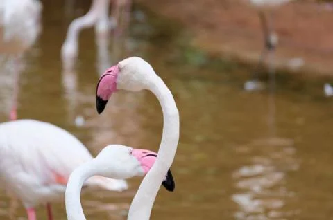 Flamingo Stock Photos