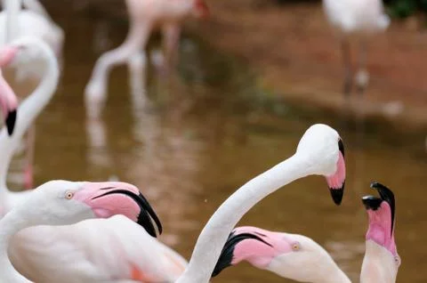 Flamingo Stock Photos